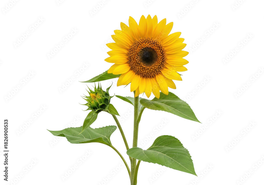 Obraz premium Blooming sunflower with bud isolated on transparent background