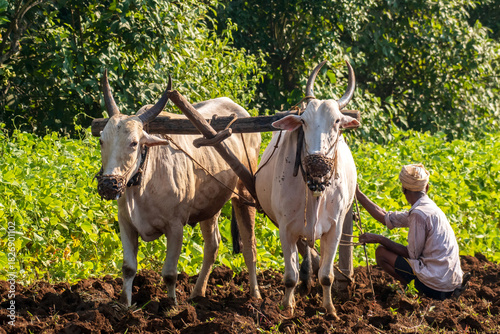 Bilde på lerret Farmer is ploughing his the land field with pair of bullock