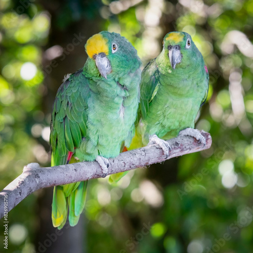 Pair of Yellow Crowned Amazon Perched Together