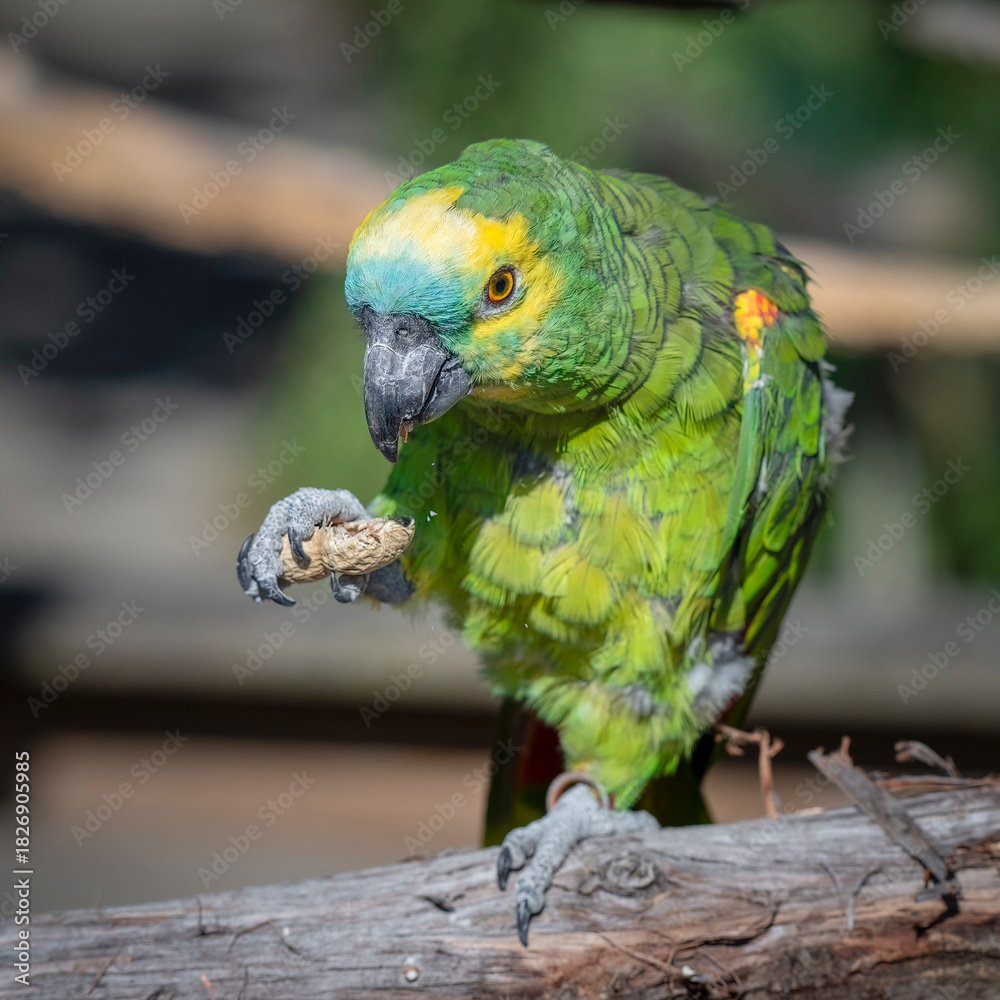 Naklejka premium Blue Fronted Amazon Holding a Nut in its Claws