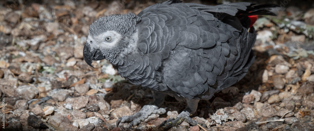 Fototapeta premium African Grey Parrot