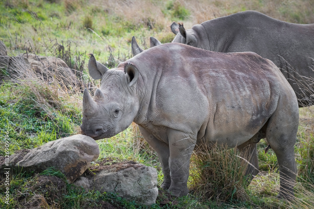Fototapeta premium Young Black Rhinoceros Standing near a Rock