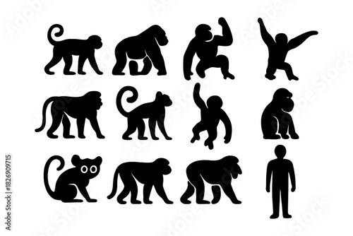 Silhouette collection of ape and human evolution in various poses