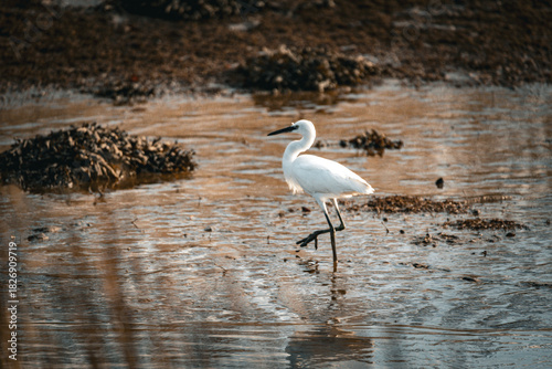 Snowy egret  wading in the lake