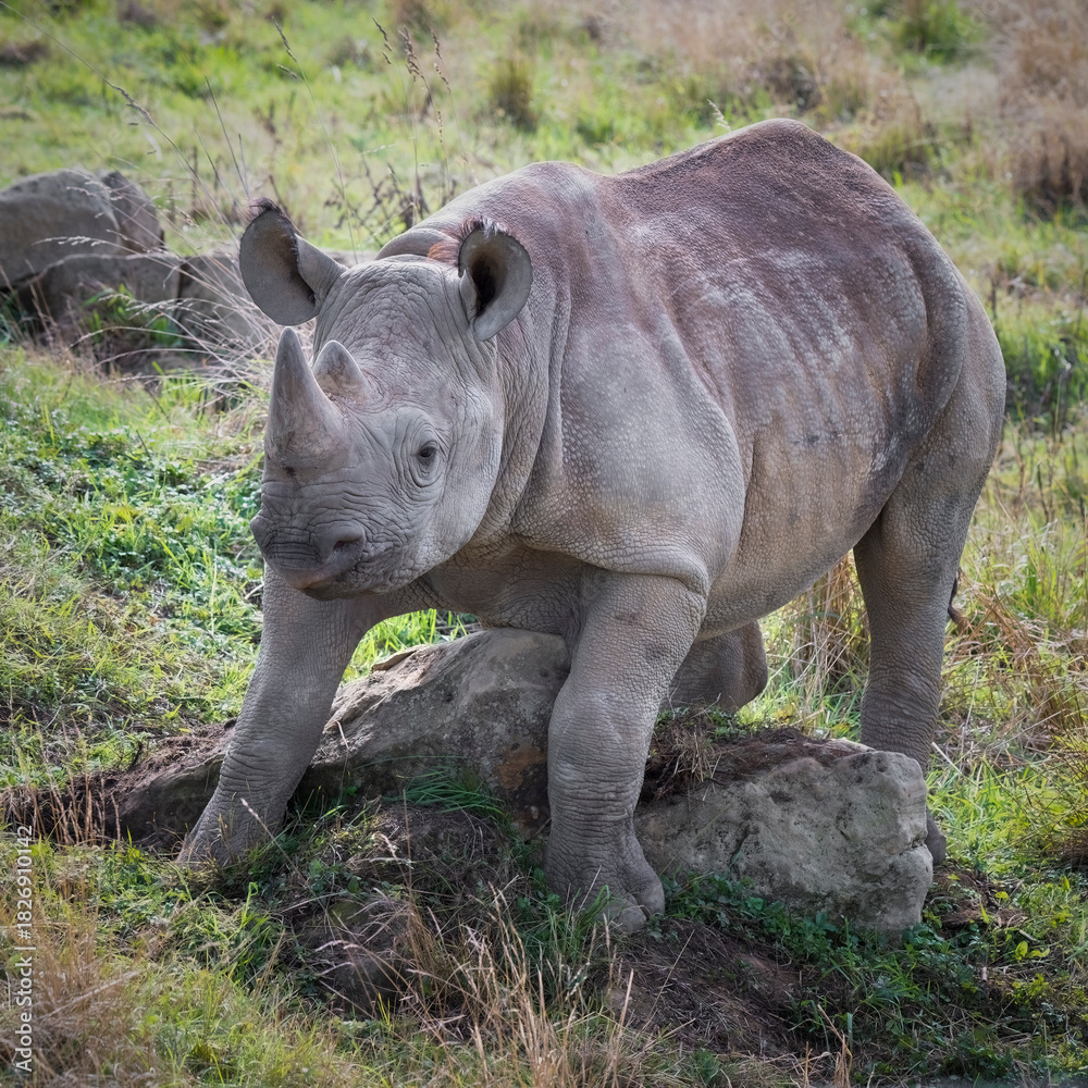 Obraz premium Young Black Rhinoceros Climbing a Small Rock