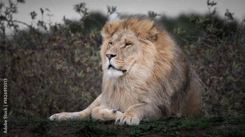 Obraz premium Adult Male Lion Resting