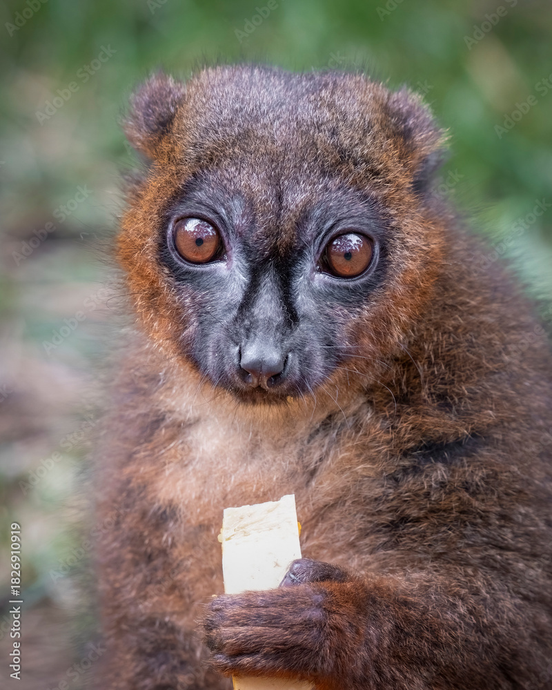 Obraz premium Crowned Lemur
