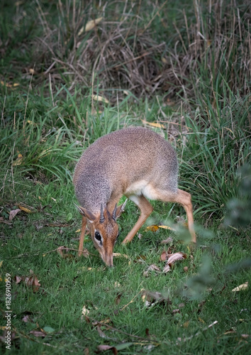 Kirks Dik Dik Feeding on Grass