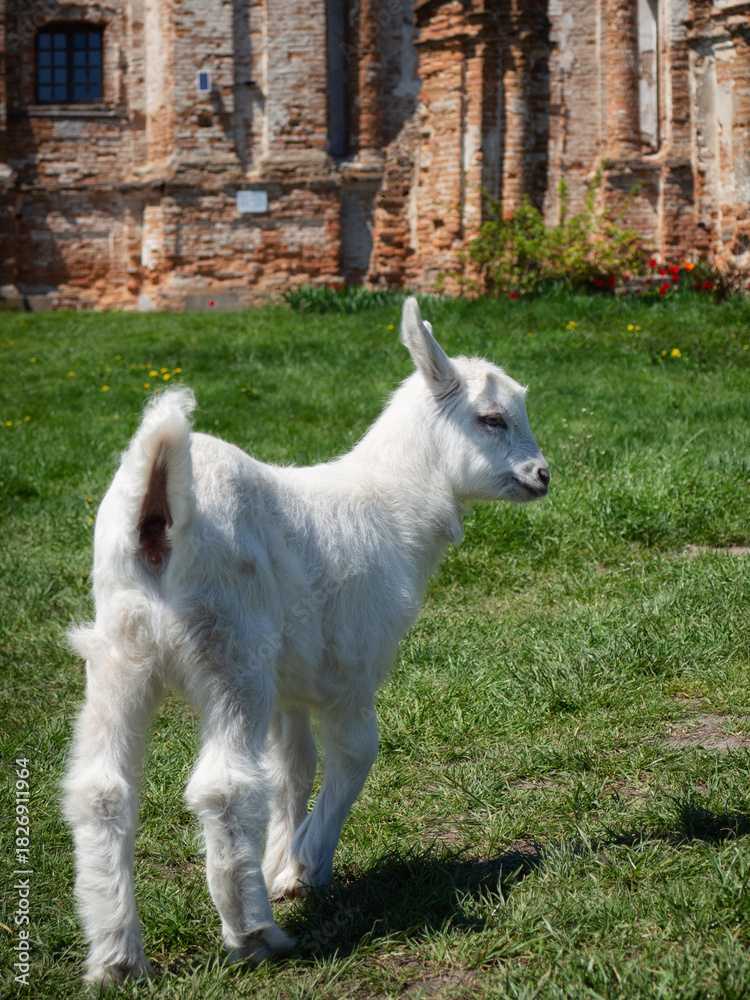 Obraz premium goat on the farm