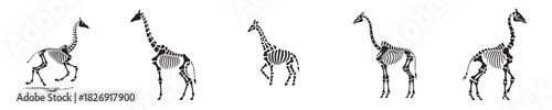 giraffe skeleton silhouette vector
