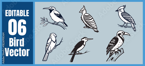 Various Types of Birds six vector.