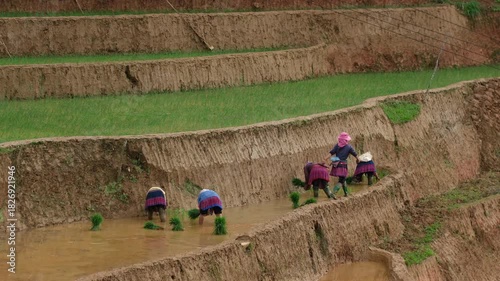 Traditional rice planting by ethnic women in the terraced paddies of Mù Cang Chải, Vietnam, highlighting rural culture and sustainable mountain agriculture