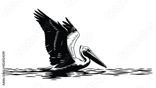 Black and white woodcut style pelican landing on water surface with wings spread wide, detailed vector art logo design, isolated on white background