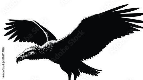Majestic black and white eagle soaring with wide spread wings, detailed engraving style vector illustration, powerful bird emblem design, isolated on white background