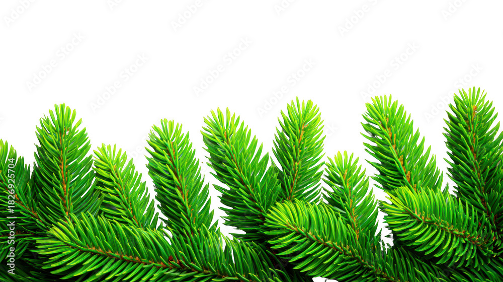 Naklejka premium Green pine branch evergreen fir tree holiday winter nature festive Christmas decoration isolated Lush green pine branch with vibrant needles evergreen fir tree foliage perfect for holiday