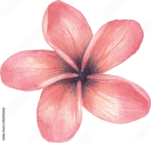 Pink Plumeria Flower on Transparent Background illustration