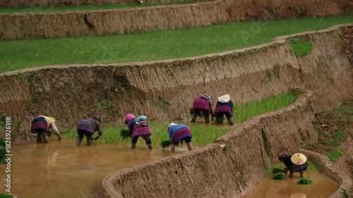 Mu Cang Chai, Yen Bai, Vietnam 05 2025: Vietnam people planting rice on terraced paddies in a muddy field, depicting rural livelihood, traditional farming, and lush green landscape
