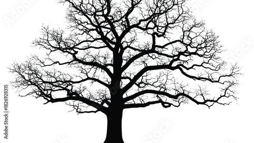 Silhouette of a large, sprawling deciduous tree with intricate, bare branches against a bright white background, graphic vector art, isolated on white background