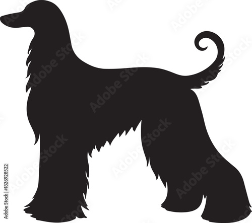 Elegant silhouette of an afghan hound standing in a profile view