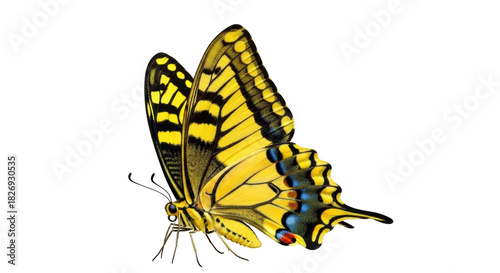 Tableau sur toile Eastern tiger swallowtail butterfly PNG isolated on transparent background, yell