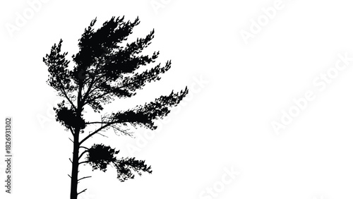 Black silhouette of a tall pine tree with wind-blown foliage against a stark white background, graphic vector art, isolated on white background