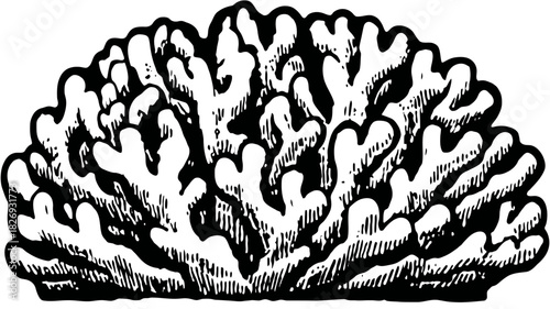 Vintage Black and White Coral Illustration, Hand-Drawn Ocean Marine Life Etching for Underwater Nature Designs