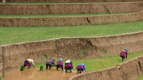 Traditional rice planting by ethnic women in the terraced paddies of Mù Cang Chải, Vietnam, highlighting rural culture and sustainable mountain agriculture
