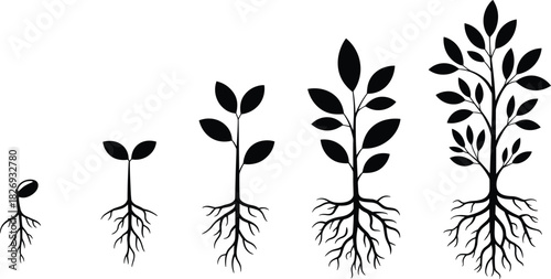 Silhouette plant growth stages from seedling to mature tree, detailed root development illustration, botanical evolution concept, nature lifecycle progression artwork