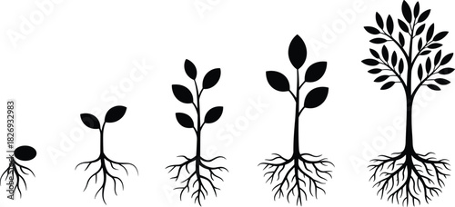 Silhouette plant growth stages with roots, seedling to mature tree, nature development illustration, botanical evolution concept, environmental growth cycle artwork