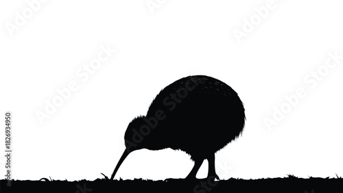Kiwi bird foraging black silhouette isolated on white New Zealand wildlife graphic