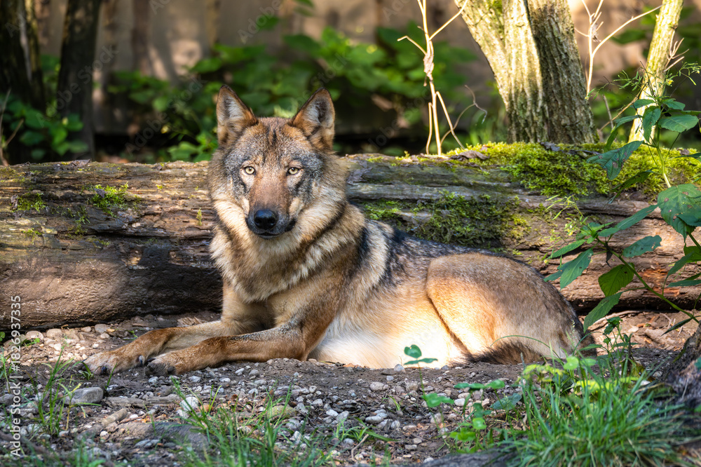 Obraz premium European Grey Wolf, Canis lupus in a german park