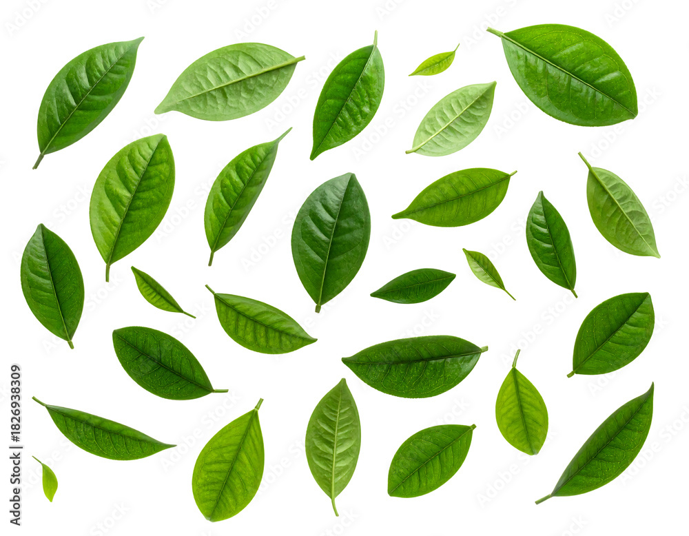 Fototapeta premium Fresh green leaves floating on a dark backdrop creating natural pattern