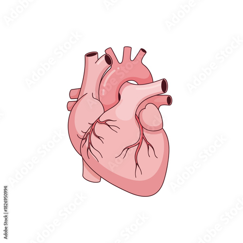 Human Heart Anatomy Vector Illustration for Medical Education