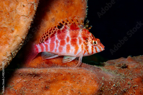 Spotted hawkfish resting on a sponge in Lembeh, Indonesia coral reef habitat