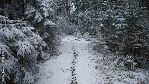 A peaceful trail winds through a snowy forest in Alaska Canada. Trees are covered in white snow, creating a tranquil winter scene that invites exploration and reflection