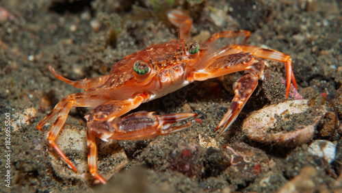 Red swimming crab on sandy seafloor in Lembeh Indonesia