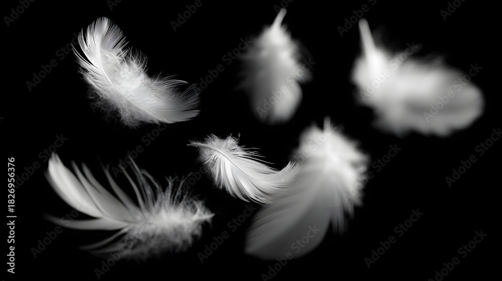 Obraz premium Multiple fluffy white down feathers drift against a stark black background