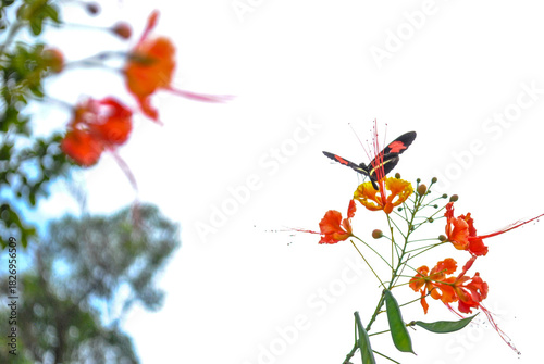 poppy flowers on a white background