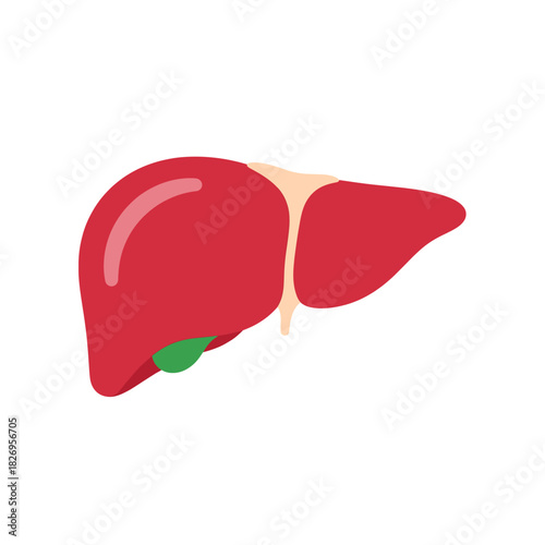Human Liver Anatomy Vector for Medical Education