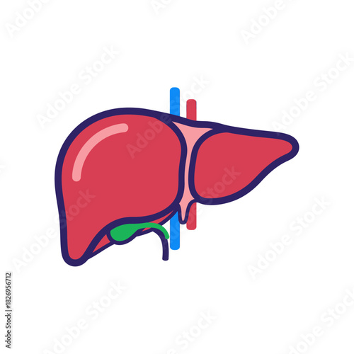 Human Liver Anatomy Vector for Medical Education