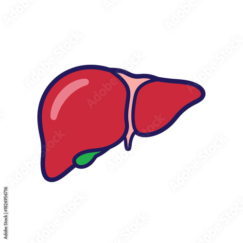 Human Liver Anatomy Vector for Medical Education