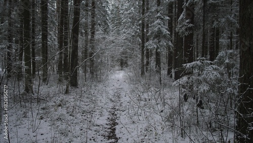 A peaceful forest trail is blanketed in fresh snow, with tall trees standing guard in winter. The beautiful setting in Alaska and Canada offers a serene escape into nature's quiet wonder