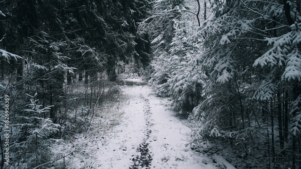 Naklejka premium A serene pathway winds through a winter forest in Alaska, blanketed in fresh snow. Tall evergreen trees frame the trail, creating a peaceful and cold atmosphere