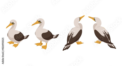 Cartoon booby birds in various poses on white background