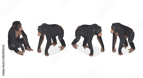 Isometric chimpanzee poses: detailed primate studies in multiple angles