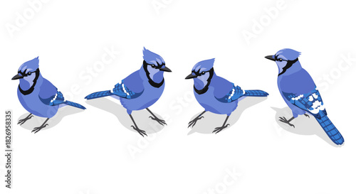 Blue jay set in modern flat style: four distinct poses on white background