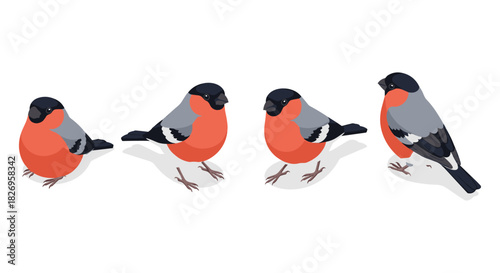 Set of bullfinch birds in isometric style with various angles and positions