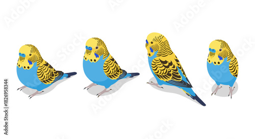 Colorful budgerigars in different poses on white background