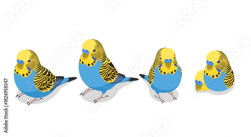Colorful budgerigar birds in various poses on a white background