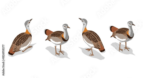 Elegant birds side and front view in colorful isometric style on white background
